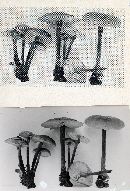 Xeromphalina tenuipes image