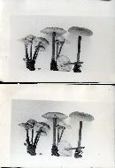 Xeromphalina tenuipes image