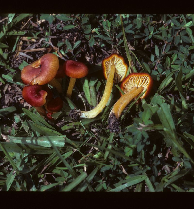 Hygrocybe mexicana image