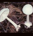 Amanita abrupta image