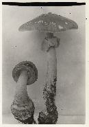 Amanita aspera image