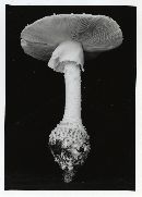 Amanita atkinsoniana image