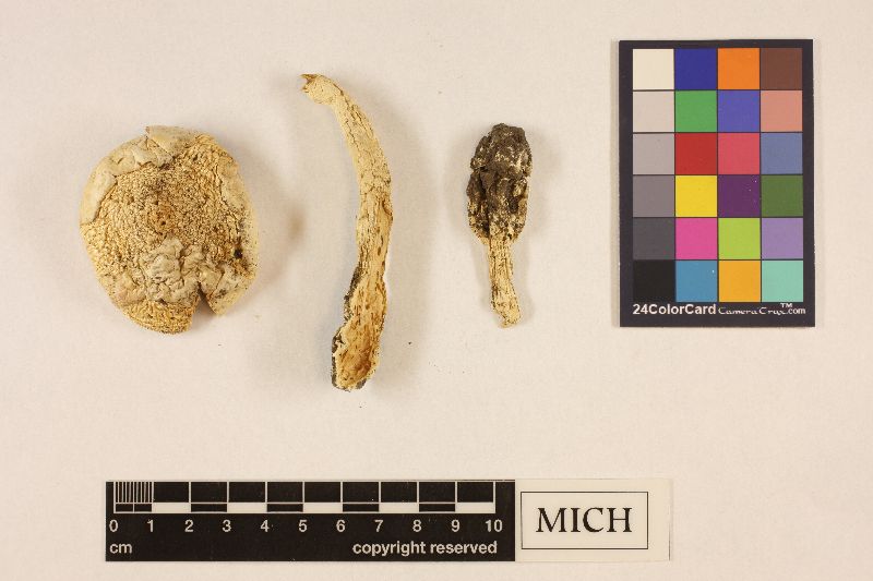 Amanita aurantisquamosa image