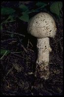 Amanita aurantisquamosa image