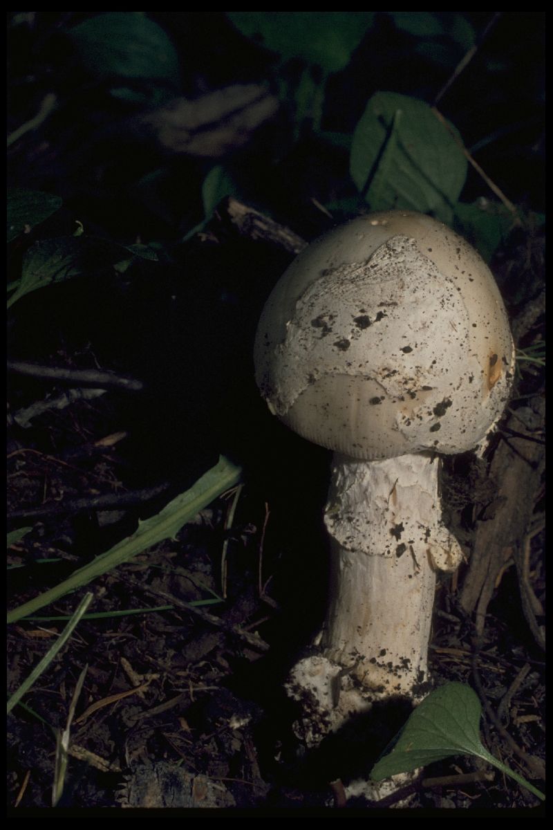 Amanita aurantisquamosa image