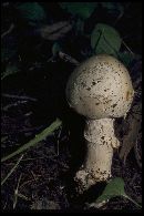 Amanita aurantisquamosa image