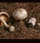 Amanita atkinsoniana image