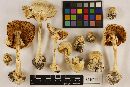 Amanita abrupta image