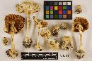 Amanita abrupta image