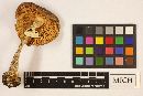 Amanita aspera image