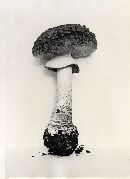 Amanita aspera image