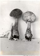 Amanita aspera image