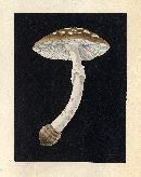 Amanita aspera image