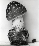 Amanita brunnescens image