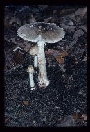 Amanita brunnescens image