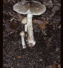 Amanita brunnescens var. brunnescens image