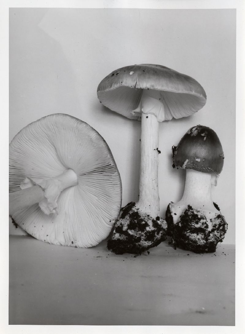 Amanita brunnescens f. brunnescens image