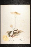Amanita brunnescens image