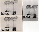 Amanita brunnescens image