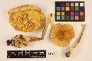 Amanita caesarea image