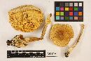 Amanita caesarea image