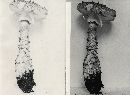 Amanita cinereoconia image