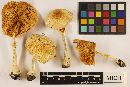 Amanita cothurnata image