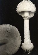 Amanita cothurnata image