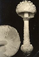 Amanita cothurnata image