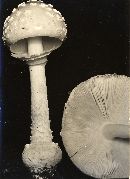 Amanita cothurnata image