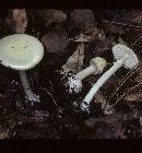 Amanita phalloides image