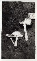 Amanita cothurnata image