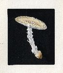 Amanita cothurnata image