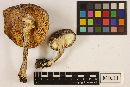 Amanita excelsa image