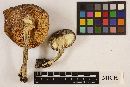 Amanita excelsa image