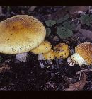 Amanita flavorubens image