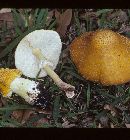 Amanita flavorubens image