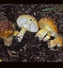 Amanita flavorubens image