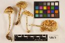 Amanita flavorubescens image