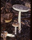 Amanita ceciliae image