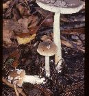 Amanita ceciliae image