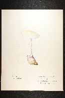 Amanita magnivelaris image