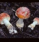 Amanita muscaria var. flavivolvata image