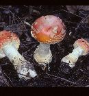 Amanita muscaria var. flavivolvata image