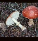 Amanita muscaria var. flavivolvata image