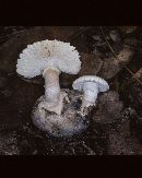 Amanita mutabilis image