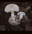 Amanita mutabilis image