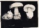 Amanita peckiana image