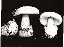 Amanita peckiana image