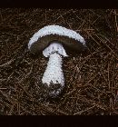 Amanita polypyramis image
